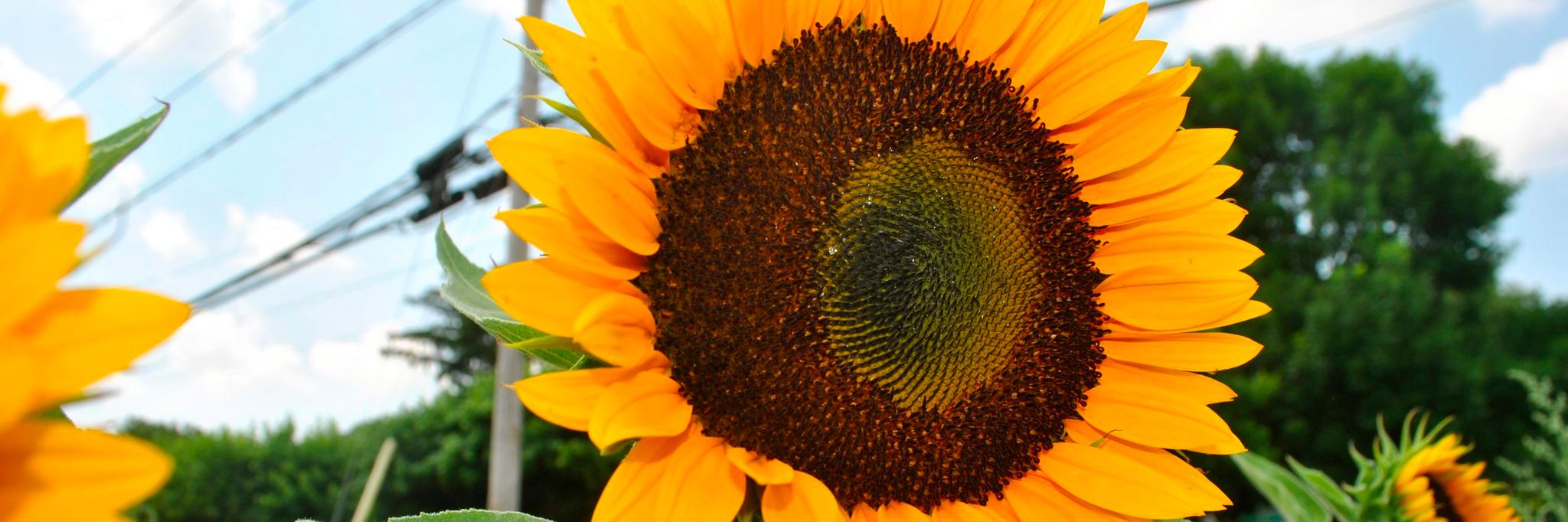 HHHillsPatch's profile banner image