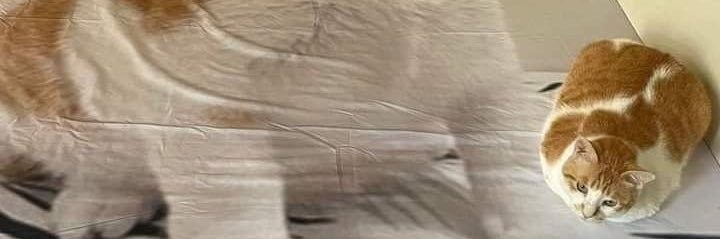 橘猫开门 banner