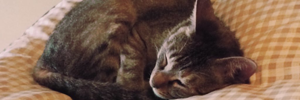 kaiwarehan's profile banner image