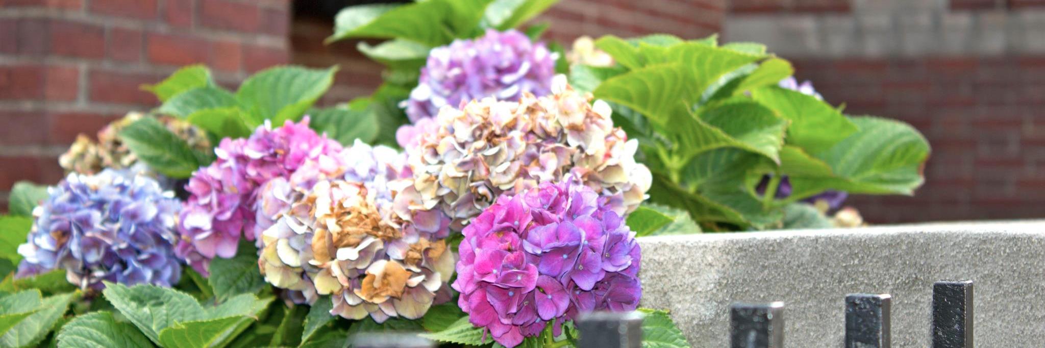 South End Patch banner