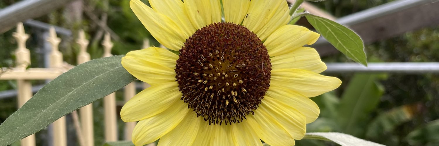 Cristina Silva banner