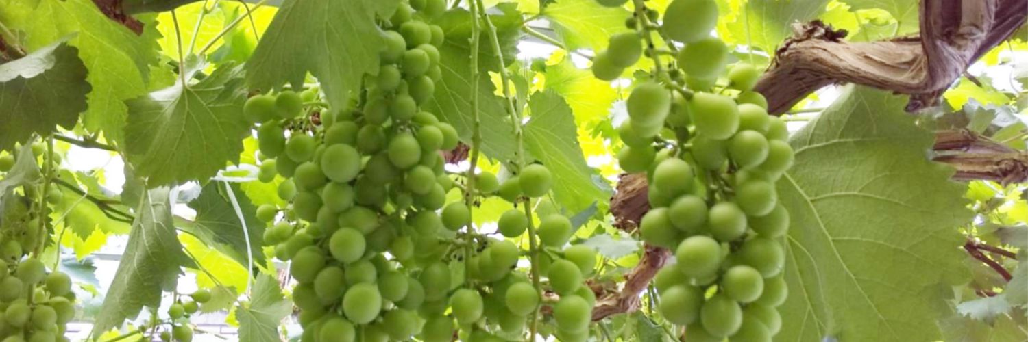 ぶーこ😊楽天ROOM banner