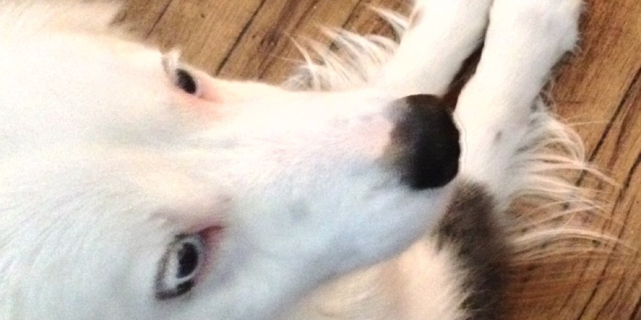dog_chewy's profile banner image