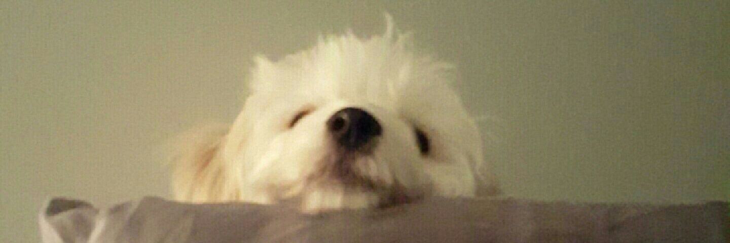 Fifth Golden Girl banner