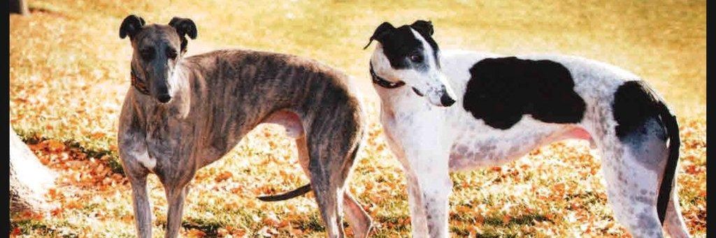 BluGreyhound's profile banner image