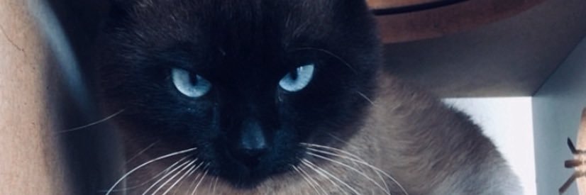 ᶻ 𝘇 𐰁 banner