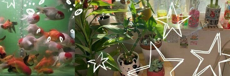 dayninibu's profile banner image
