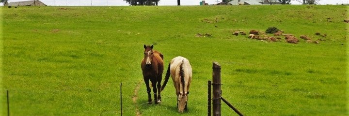 Lilly Wa Ga Makofane banner