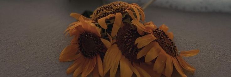 immrsleehc's profile banner image