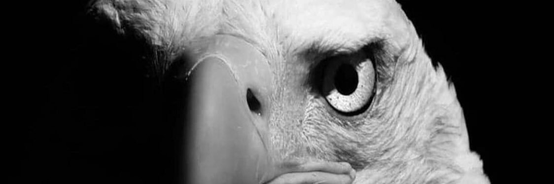 Sofyan Alamsah banner