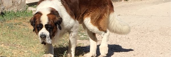 Raphaelnaples Profile Banner