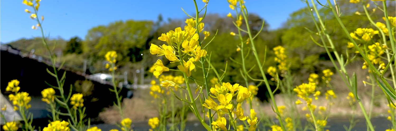 新ねこみんです banner