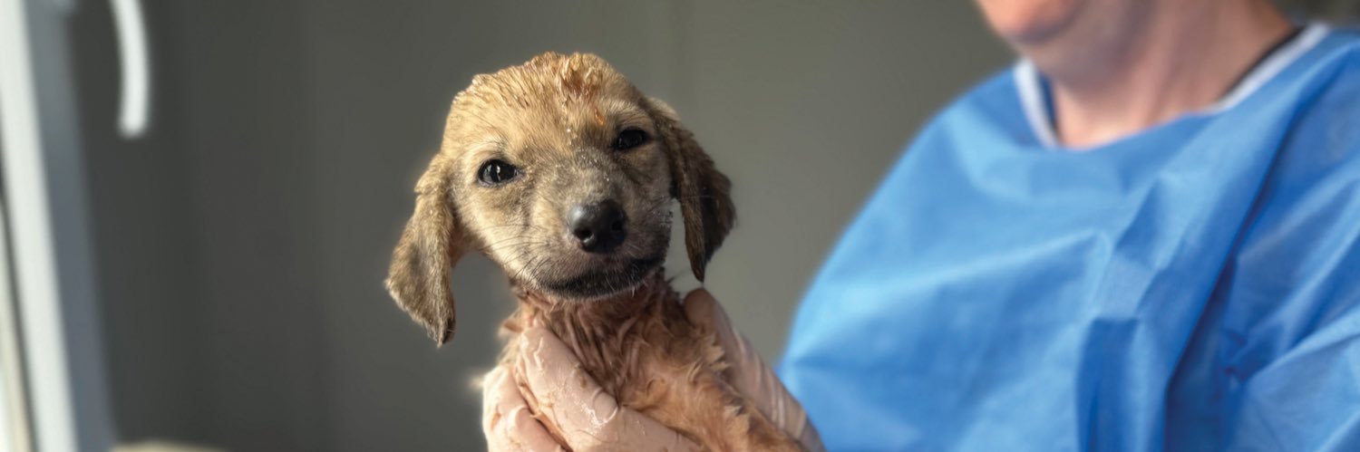 DublinSPCA's profile banner image