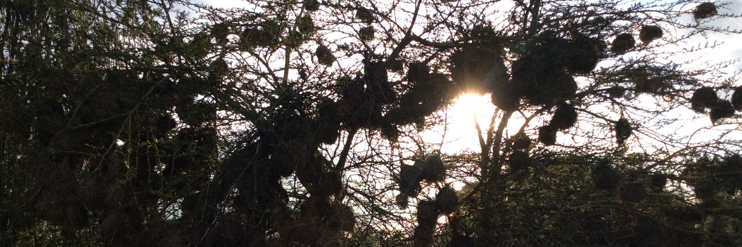 Efraín Bámaca-López banner