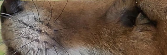 Johnnythefox75's profile banner image