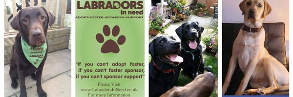 LabradorsinNeed Profile Banner