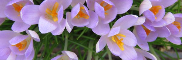 shoreCT Profile Banner