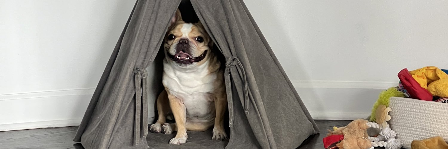 emma the mini frenchie 🐶 banner