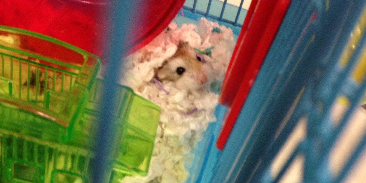 MC_Hamster's profile banner image