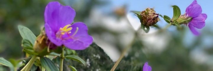Fiona_ex's profile banner image