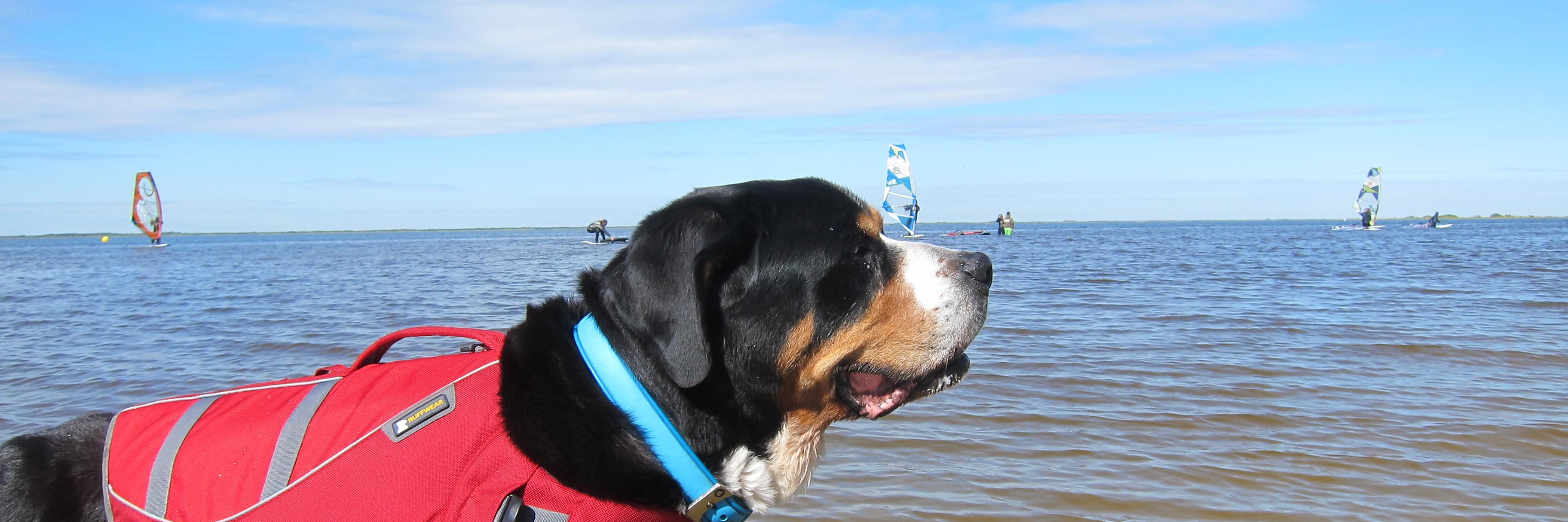 ATXDogFriendly's profile banner image