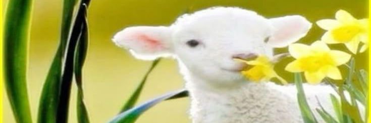 yesemol1's profile banner image