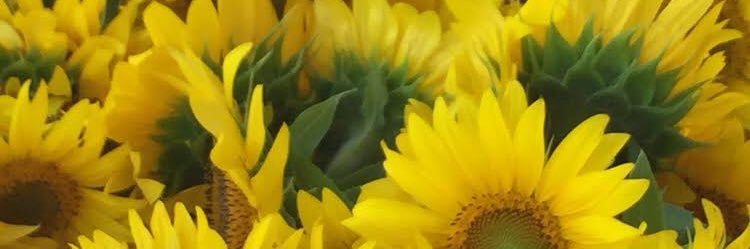 marne1's profile banner image