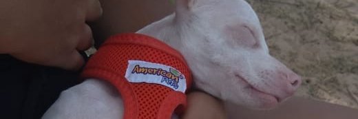 lipePains's profile banner image