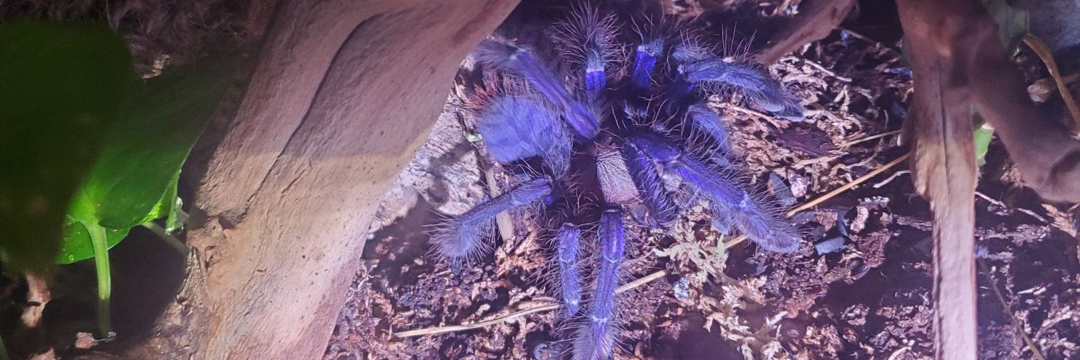 SigiSpider's profile banner image