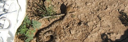 DeltaTango 🇺🇸 🇮🇱 banner