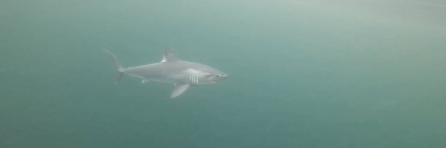 Sulikowski Lab banner