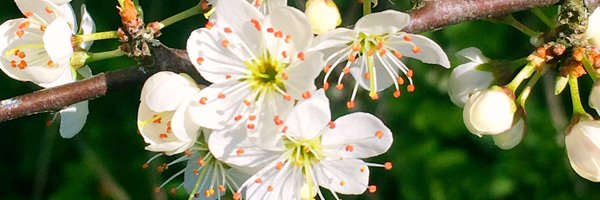 HarmonyGarden_ Profile Banner