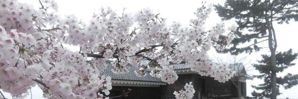 qihui banner