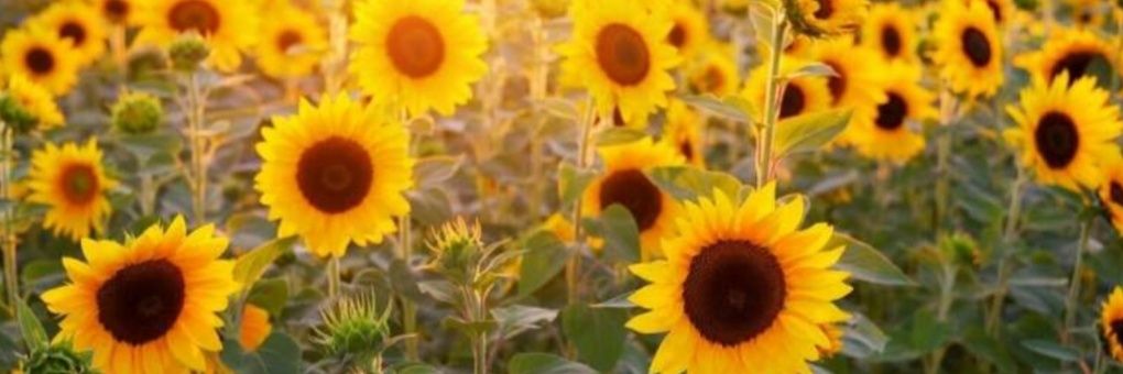 Beamarina13's profile banner image
