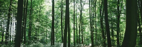 Club Maison Commune banner