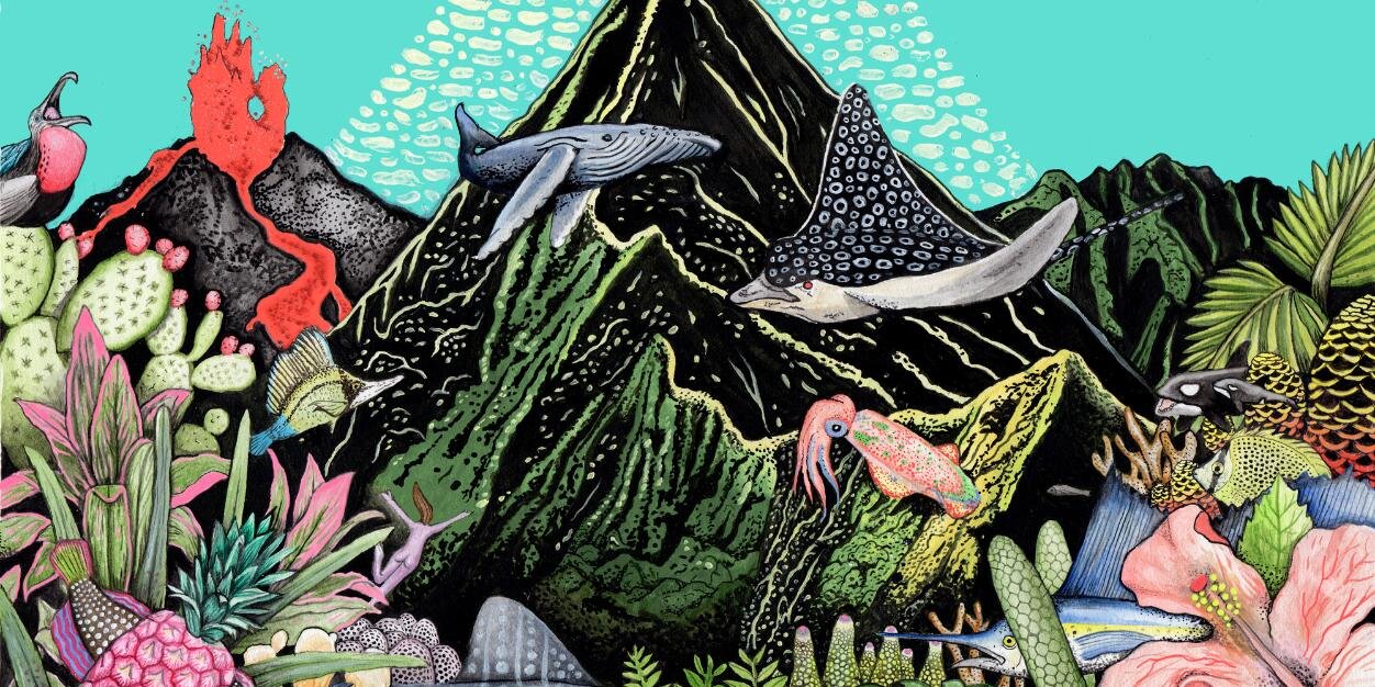 WODHAWAII's profile banner image