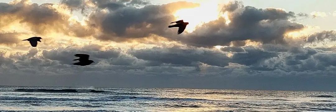 EmiReichel's profile banner image
