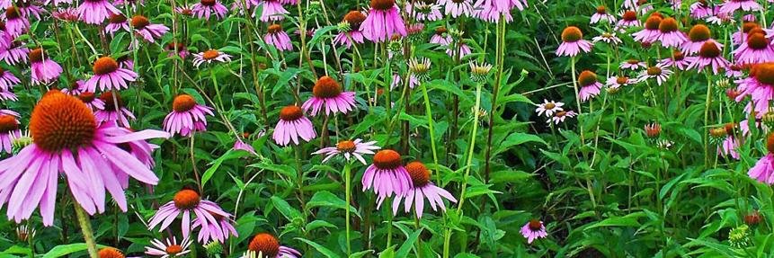 Barbara Moore banner