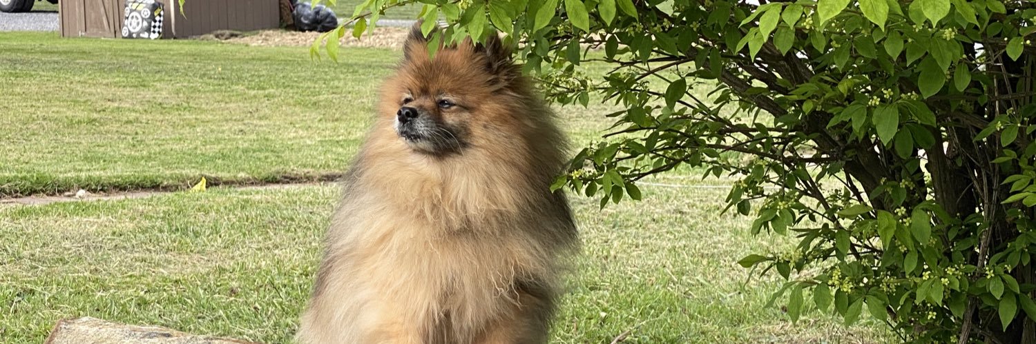 ScottyPumpkin's profile banner image