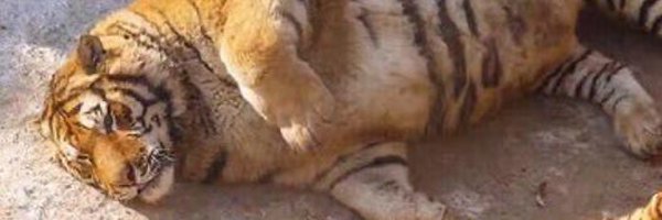 muzzlrr Profile Banner
