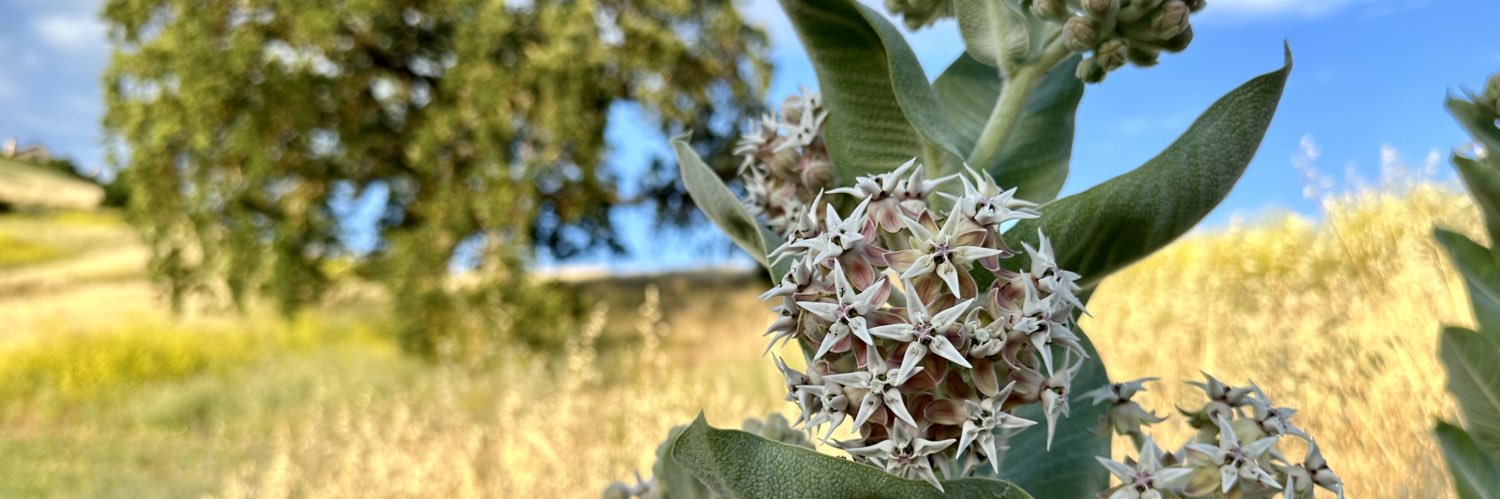 asclepias's profile banner image