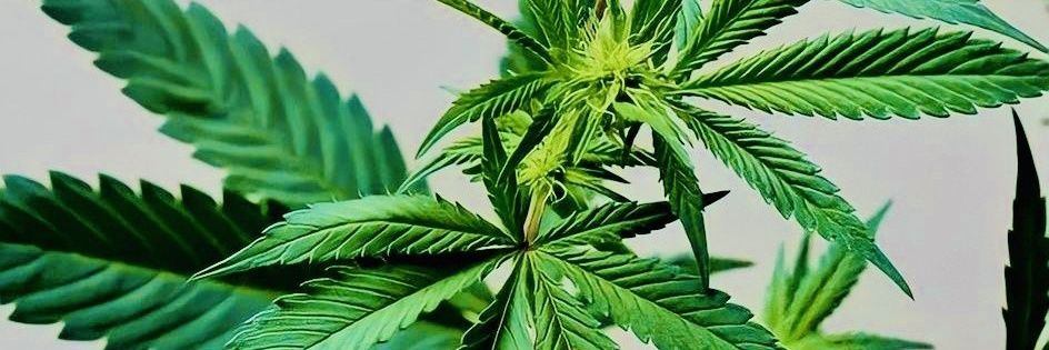 🍁UNCLE DREAD 🇯🇲 banner