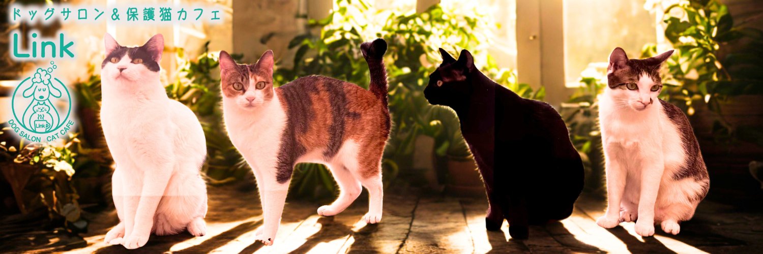 catcafe_link's profile banner image