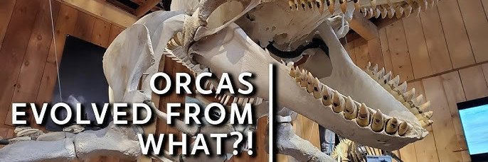 Orca Ballestra! banner