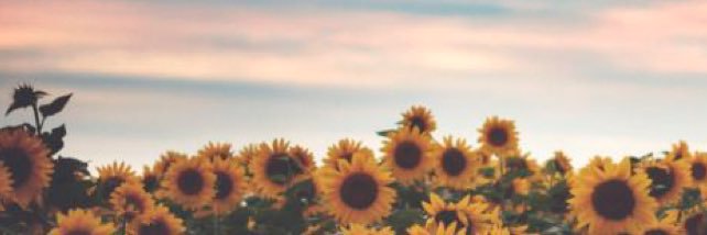 saraclancy_'s profile banner image