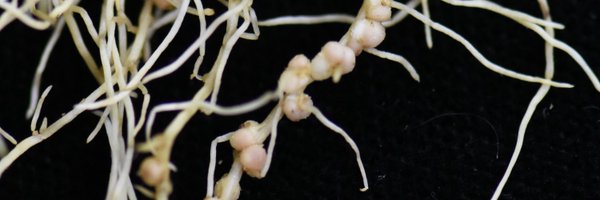PlantSignLab Profile Banner