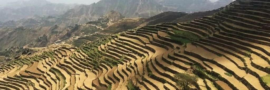 الفانوس banner