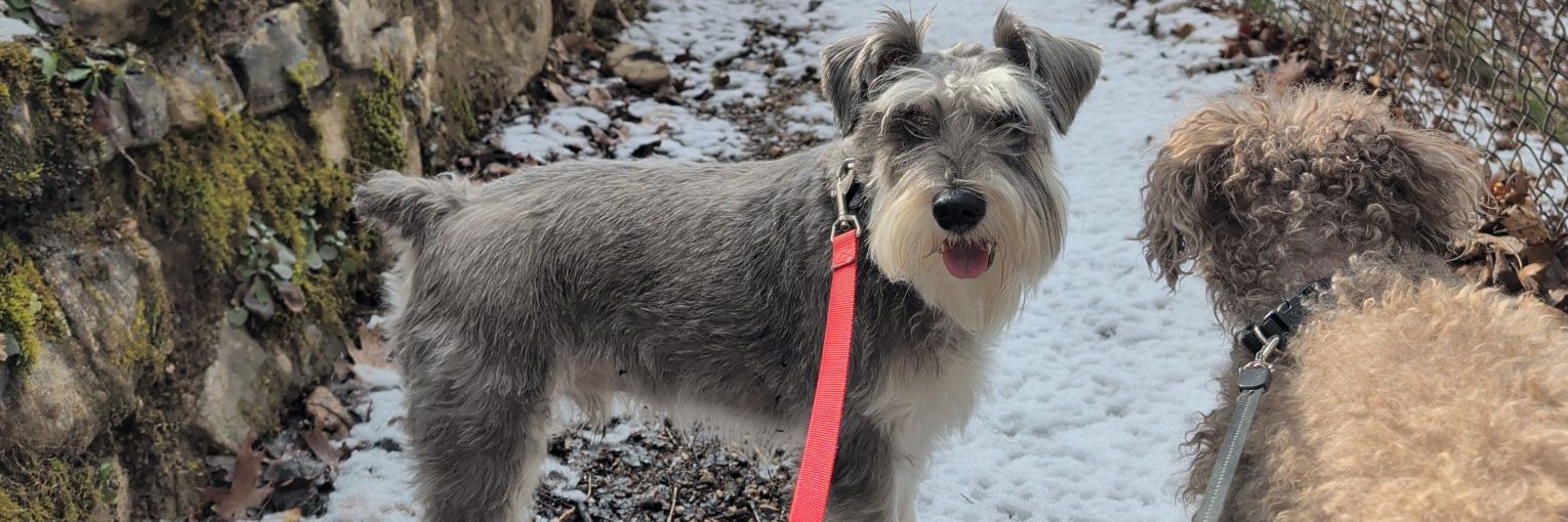 David Byrnes 🍀 banner