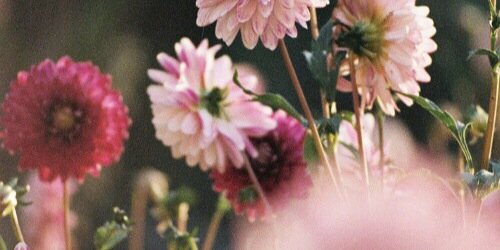 _annycarolinne's profile banner image