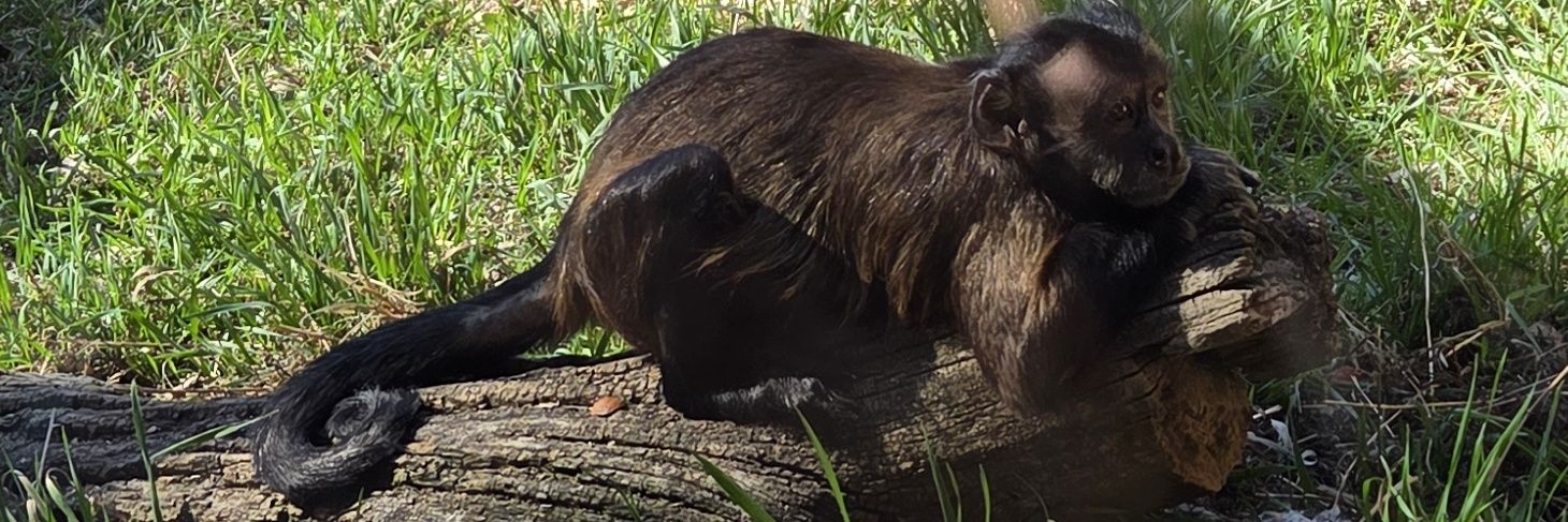 ꜱᴄɪᴇɴᴄᴇ ʀᴀᴢᴢ banner